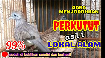 Cara menjodohkan burung perkutut//lokal alam.