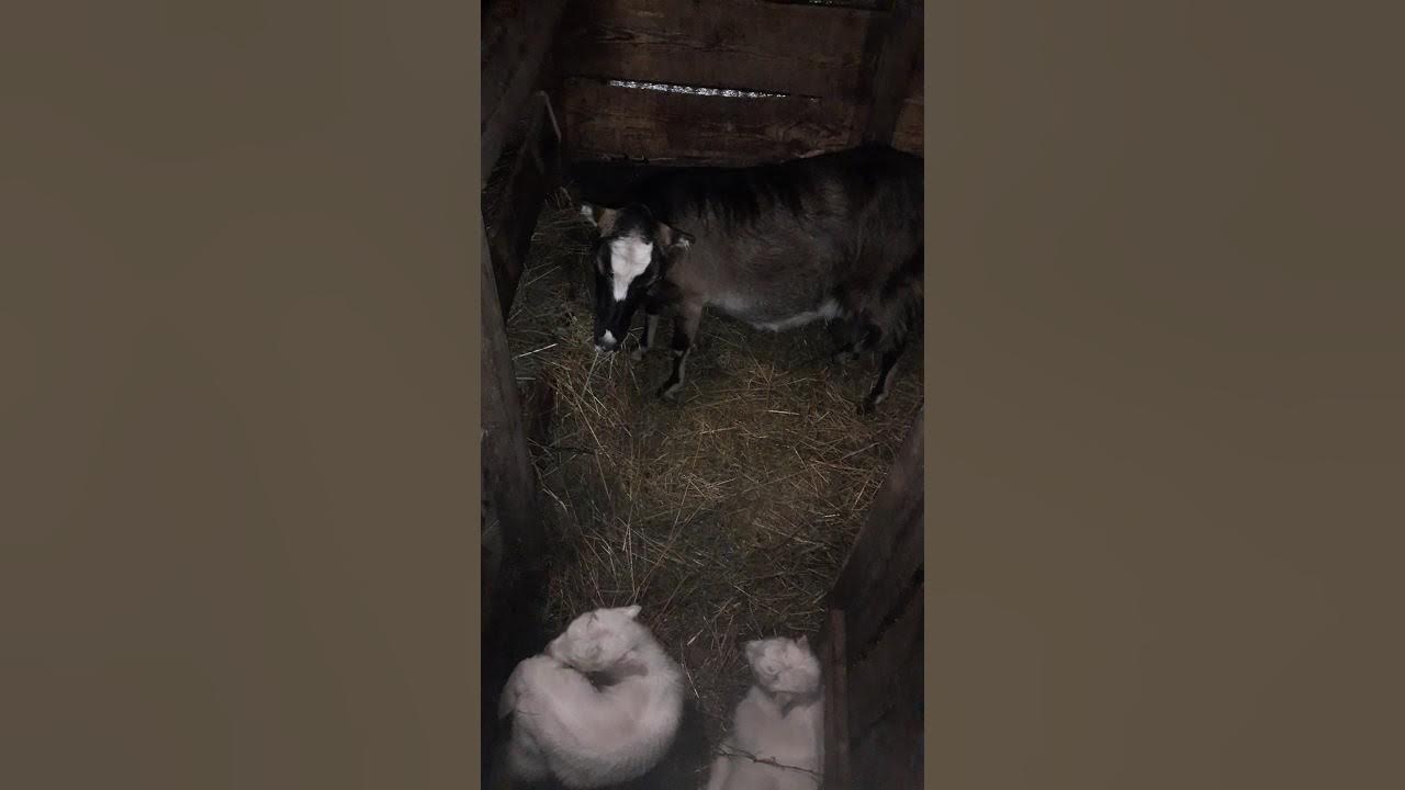 Коза за неделю до окота. Коза окотилась а молока почти нет что делать.