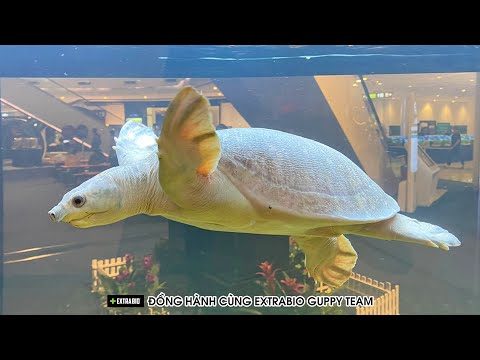 Video Rùa MŨI HEO LUCY, BABA ALBINO, CÀNG ĐƯỚC, ẾCH, LƯƠN... - youtube