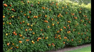 The Art of Espalier: Growing Fruit Trees in Small Spaces!