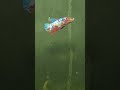 How I cured my Betta Fish Eye Bulge! 🐠✨ #bettafish #bettacare #aquarium #crownaquatics #reelsindia"
