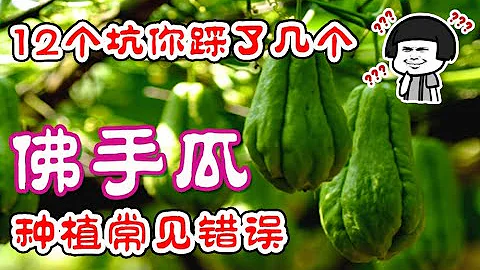 佛手瓜種植常見錯誤，12個坑你踩了幾個？做對了輕松結果300個，佛手瓜種植看這一個視頻就夠了 - 天天要聞