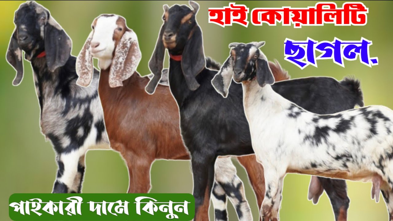 বাংলাদেশের সবচেয়ে কম দামে কোয়ালিটি ফুল ছাগলের বানিজ্যিক খামার | বিটল হরিয়ানা তোতাপুরি ছাগল কিনুন 
