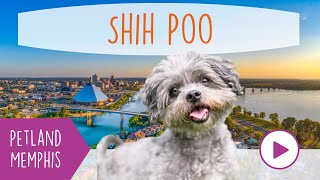 Shih Poo Fun Facts by Petland Memphis 11 views 3 months ago 45 seconds