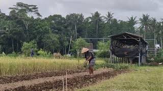 SMART FARMERS USE A HOE TO SPEED UP SOIL PREPARATION EFFORTLESSLY! - agriculture farming
