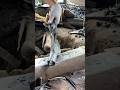 the process of tidying up the handle of the ground crowbar⚒️🔥⚔️#viral #blacksmith #wood #work #art