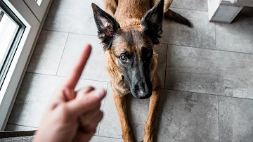 Wie kann man einen Malinois beschäftigen?