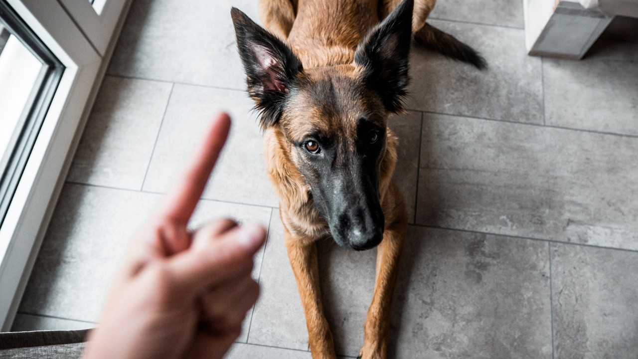 Malinois Training | 20 Tricks in 2 Minutes