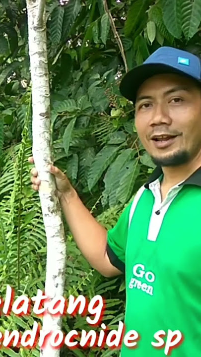 BE CAREFUL, NETTLE TREES ARE ITCHY