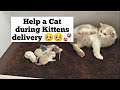 How to Help your Cat during Delivering Kittens | Cat give Birth for the first time