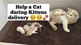 How to Help your Cat during Delivering Kittens | Cat give Birth for the first time