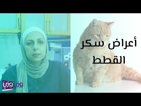 فيديو: من الصعب تنظيم القطط المصابة بمرض السكر