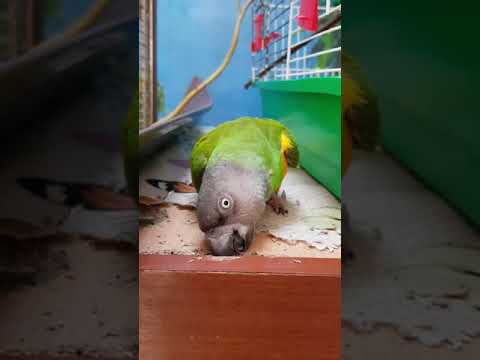 Что натворил!!!😲😟😂 Сенегальский попугай