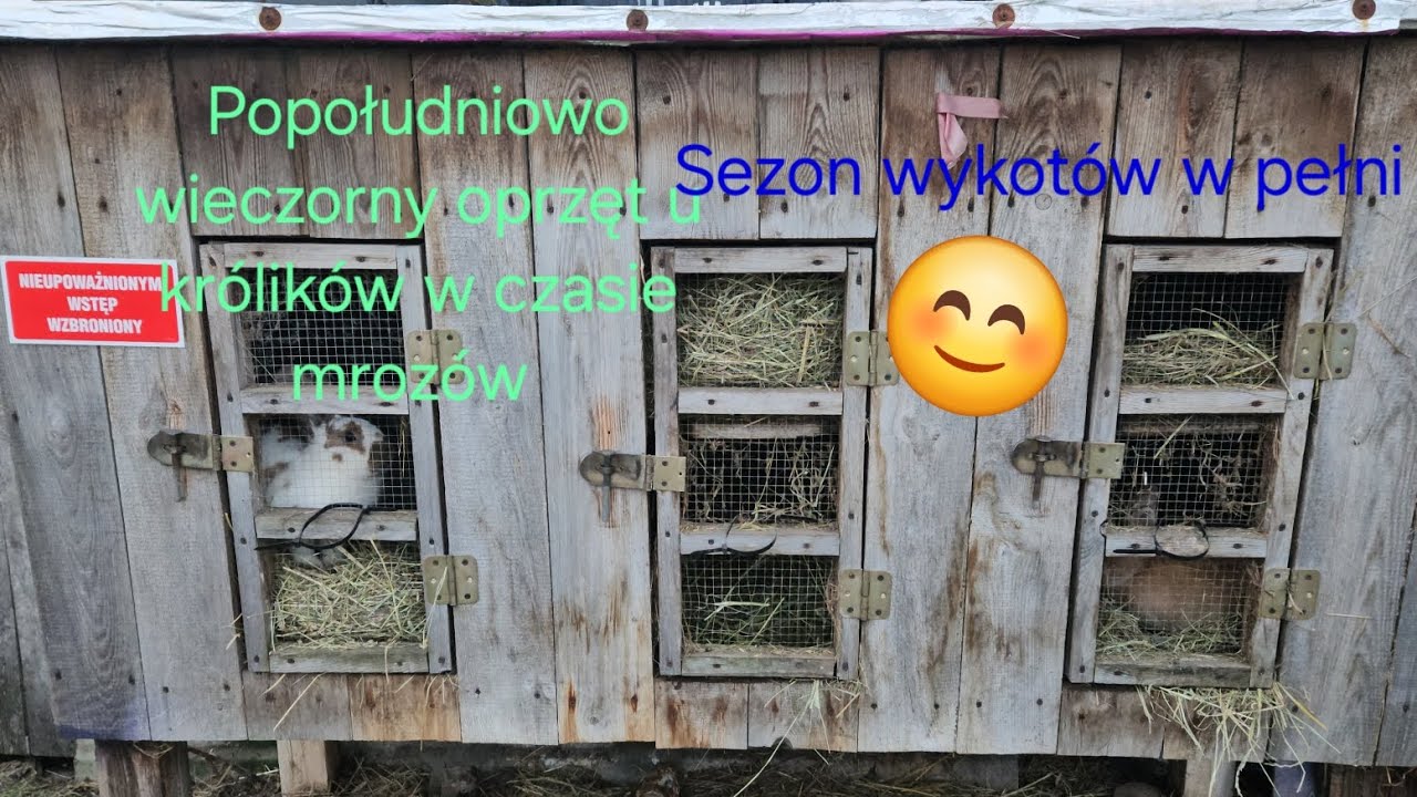 Popołudniowo wieczorny oprzęt u królików w czasie mrozów🐇 sezon wykotów w pełni🫢 
