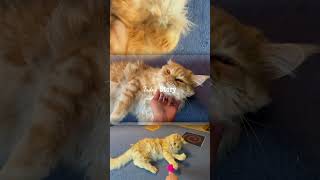 Мейн-куны XXL: двойная порция обаяния»Die Könige der Katzen – Maine Coons aus Deutschland“
