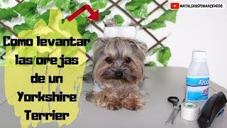 Como levantar las orejas de un yorkshire terrier (cintas en las orejas)