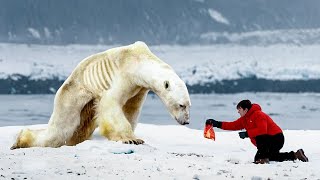 Man Helps A Starving Polar Bear. You Won't Believe What Happens Next