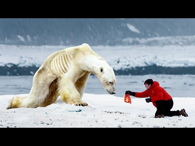 Man Helps A Starving Polar Bear. You Won't Believe What Happens Next class=