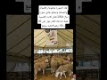 هاد الصورة شافوها والكسابة والشناقة ونشطو هادي صورة ديال 2024 فاش كانت الكسيبة قليلة المغرب