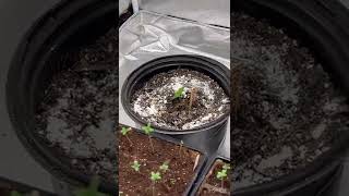 @ TWENTY20 Mendocino OGREBERRY super terp. Grow 2nd update