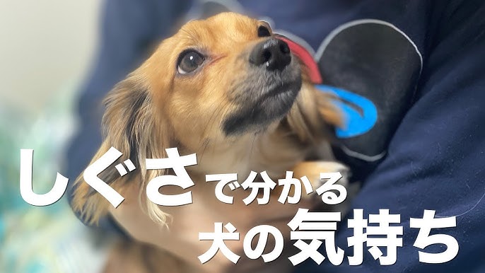 犬がお腹を見せる理由が意外すぎた Shorts Youtube 犬がお腹を見せる理由が意外すぎた Shorts Youtube
