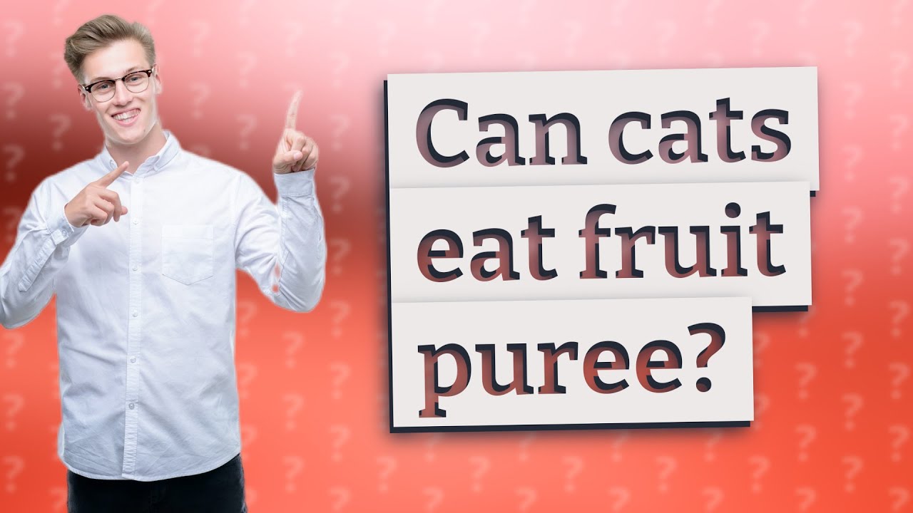 Can cats eat fruit puree? - YouTube