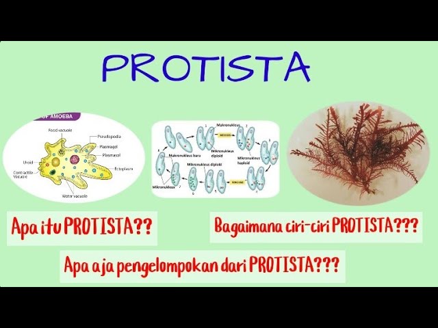 Protista yang menyebabkan penyakit malaria adalah