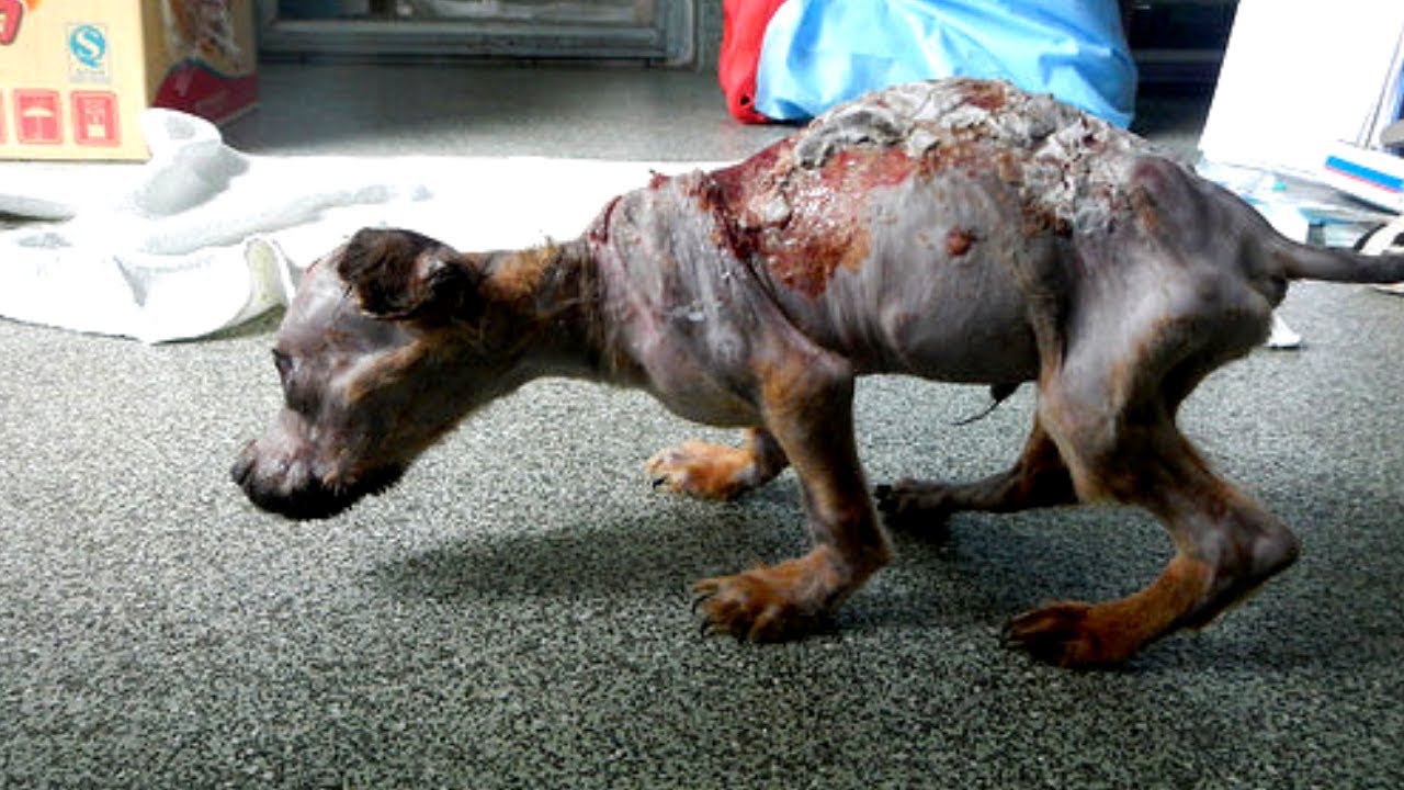 Hund mit heißem Wasser übergossen und vom Balkon geschmissen, doch er gab niemals auf! - YouTube