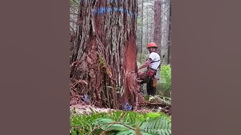 Brad Jacks Running a Ported Stihl MS461 by Buxton Work Saws - 36” TsuMura Half Skip Chain
