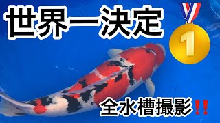 第58回国際【錦鯉】品評会。全水槽撮影記録。#nishikigoi #koi