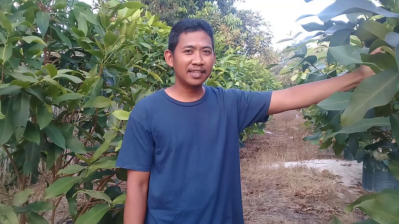 CARA PENYIRAMAN YG BAIK UNTUK TAMBULAMPOT JAMBU AIR SESUAI DG KITAP SUCI AL-QUR'AN