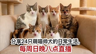 【直播】又有一只小猫出发新家，再也不用流浪啦｜李喜猫