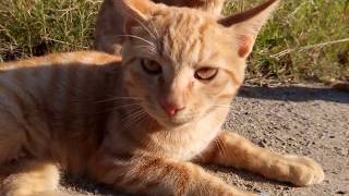 茶トラ野良猫3兄弟が可愛すぎる