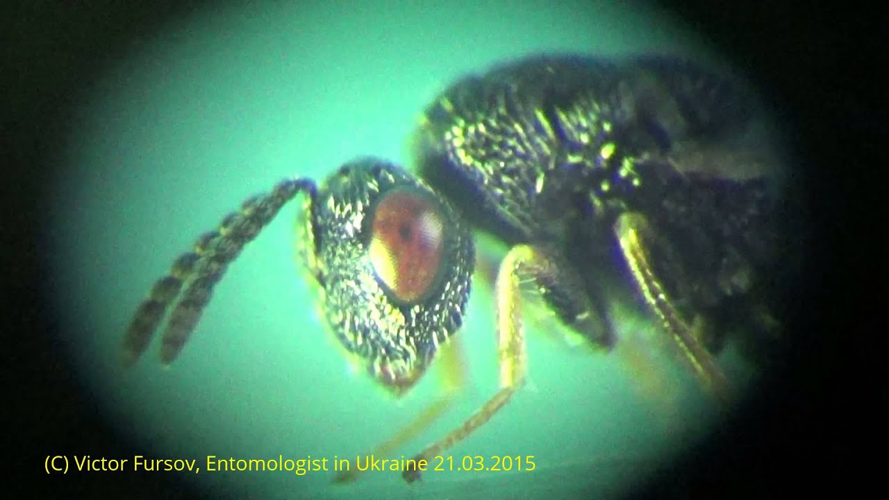 Parasitoid Eurytoma gleditziae (Eurytomidae) ex Megabruchidius dorsalis (Bruchidae) Kyiv Ukraine