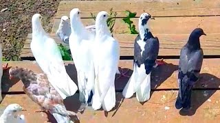 Голуби которые летят как звёзды. Оригинальное видео от заводчика. Doves that fly like stars.