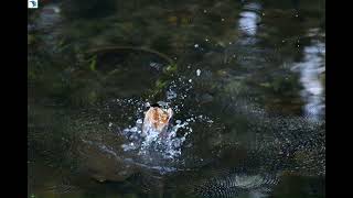 2510#カワセミ#水絡み#鶴見川#Kingfisher#water entangled#20171121#1/2