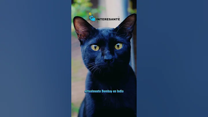 Watch the video about Bombay Cats 7 Fun Facts 🐈‍⬛ #shorts #cats #funfacts #blackcats #bombaycat #bombaycat