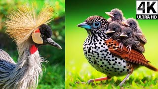 Tropical Forest Birds | Life Of Birds In Rainforest | Birds Chirping/ Stress Relief/Relaxing Sounds