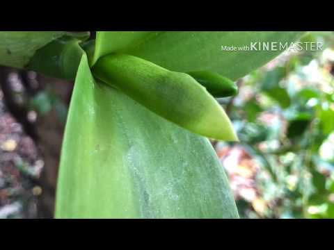 Video: Como Hacer Florecer A Cattleya