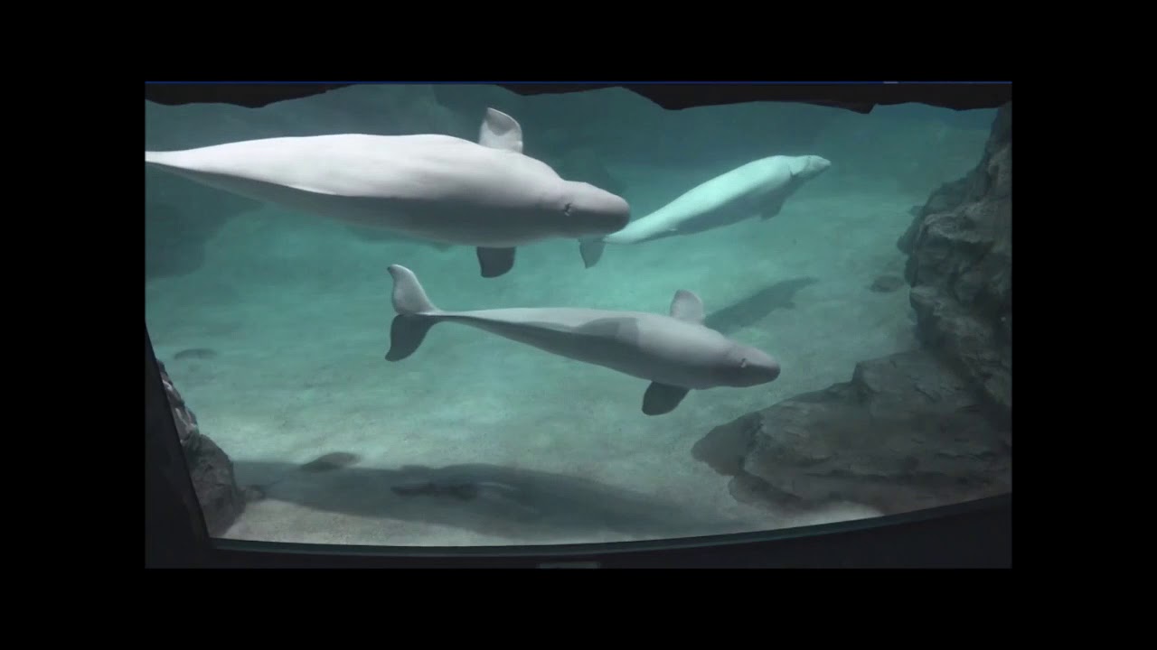 Nagoya Aquarium Live Cam (Jan 10 2021) YouTube