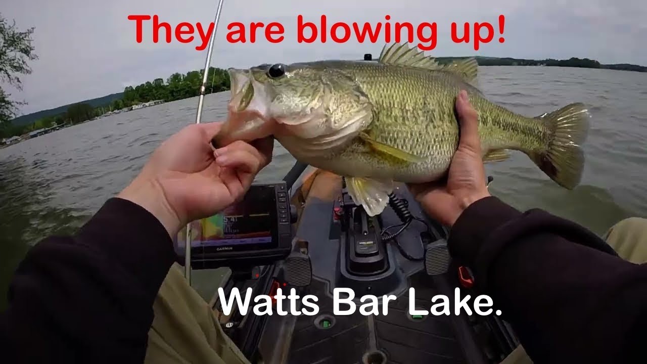 Bass Fishing Watts Bar ( My first time fishing this lake)