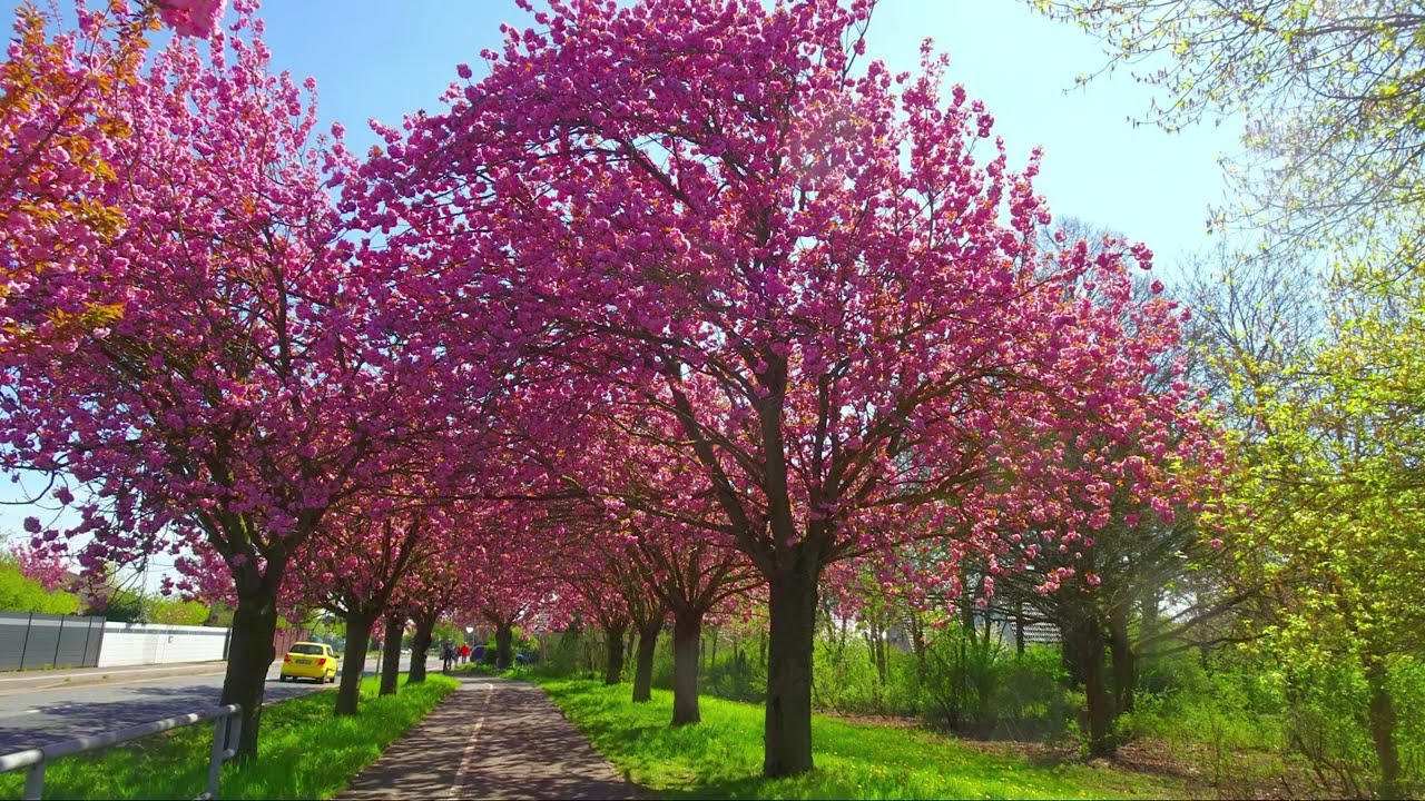 Japanische Kirschblüten im Holzweg
