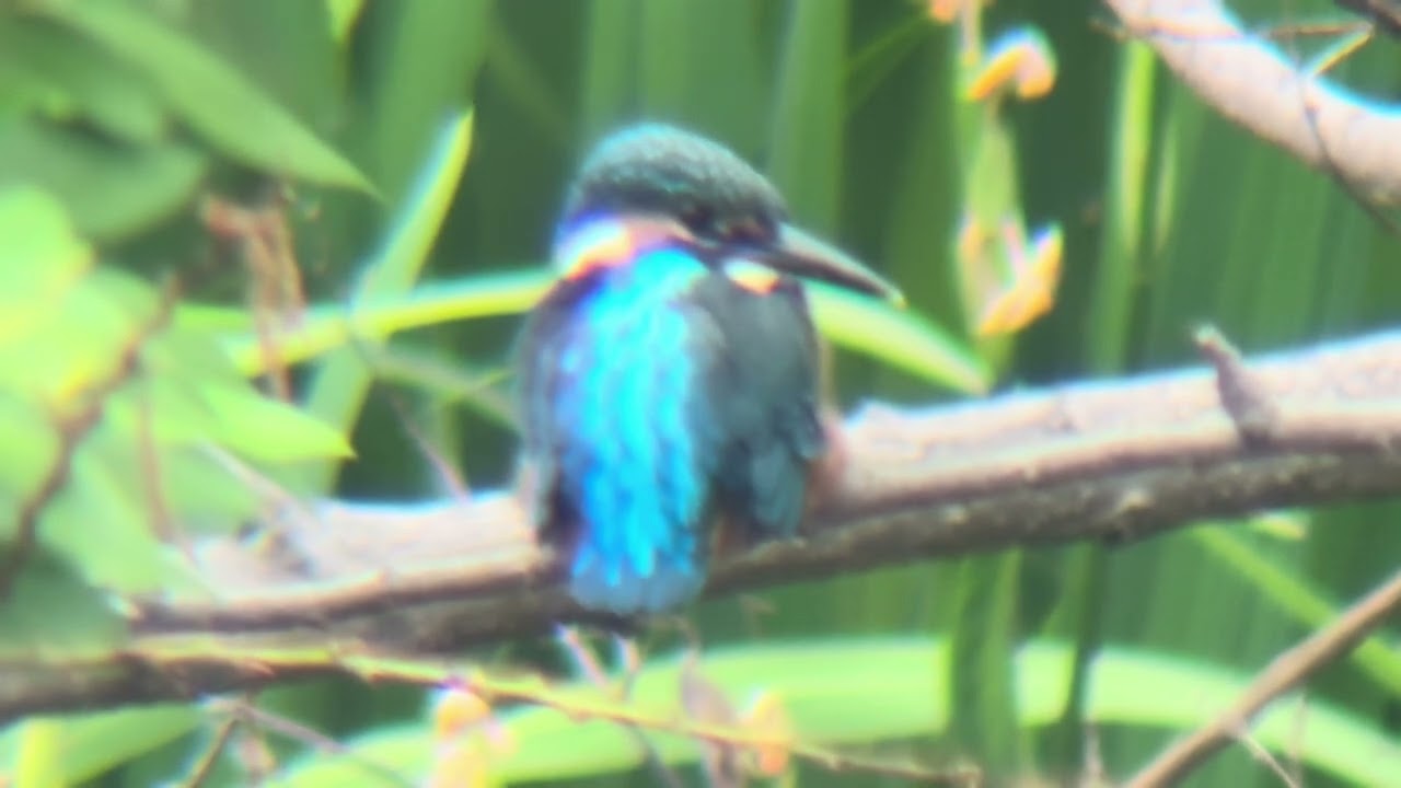 カワセミ 善福寺公園 カワセミ - YouTube