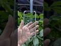 Iphone 17 Air Best case | Slimmest Phone case iphone 17Air #iphone17air #shorts