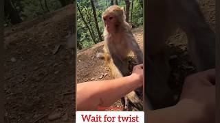 When you try to friendly with a wild monkey 😂 #monkeyshorts #funnymonkey #monkeylife #animals