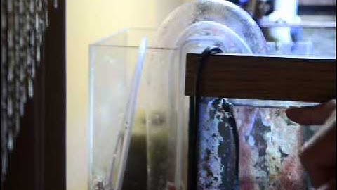 Starting siphon HOB overflow.mov