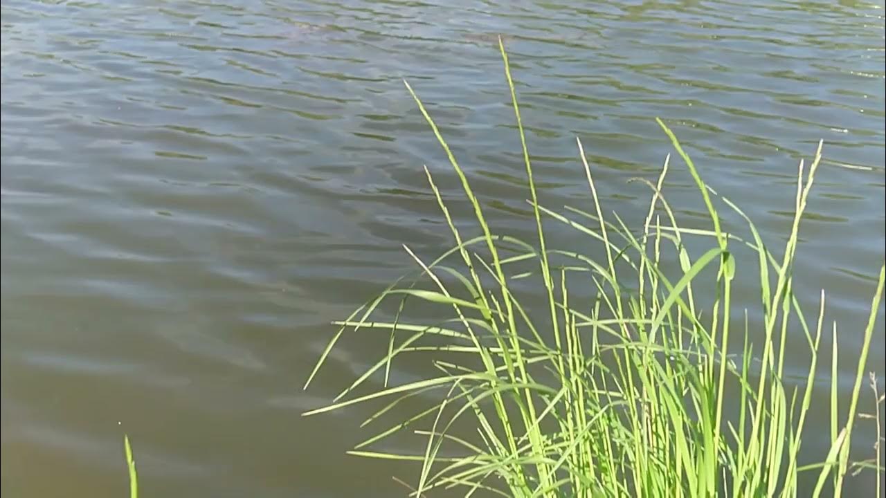 Трава на воде 5. Трава на воде 5