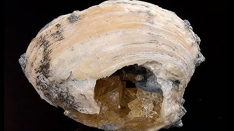 Fossil Clam with Calcite Crystals