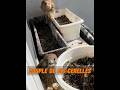Un couple de crécerelles est venu à la maison de la femme #animal #animaux