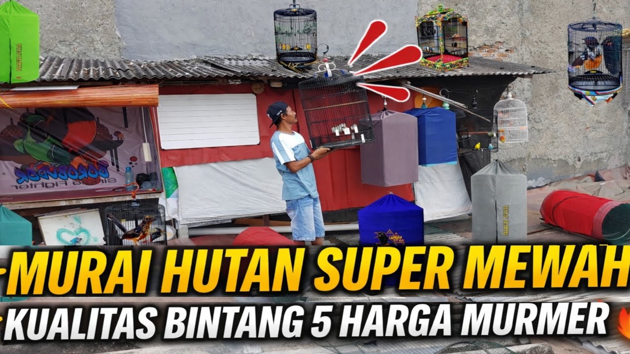 GAK MASUK AKAL‼️ KIOS BURUNG DI ATAP RUMAH 🔥JUAL MURAI HUTAN KUALITAS BINTANG 5 HARGA MURMER